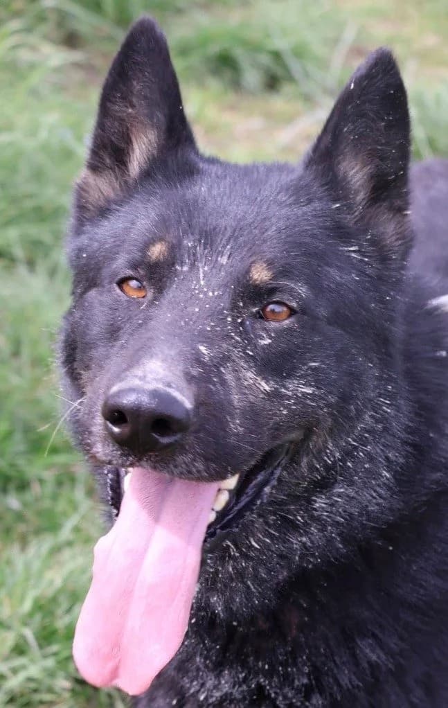 Poggo, male senior Mixed Breed for adoption at S.P.A Vauclusienne, Piégon