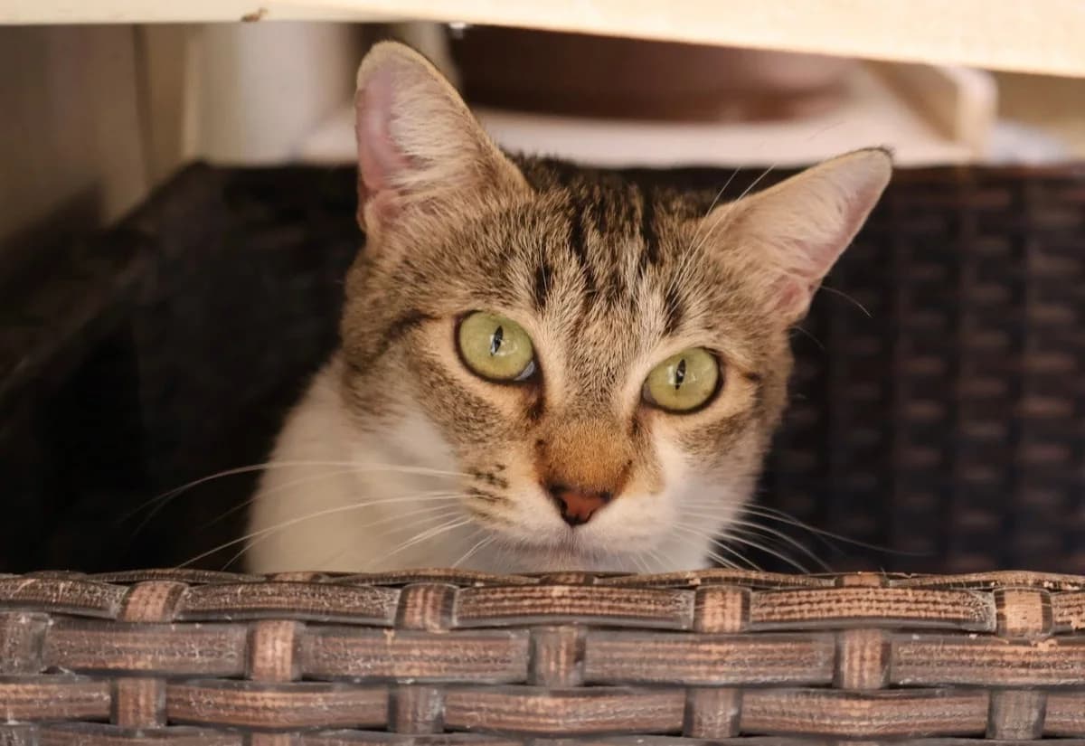 Pria, female 4yo European Shorthair for adoption at S.P.A Vauclusienne, Piégon