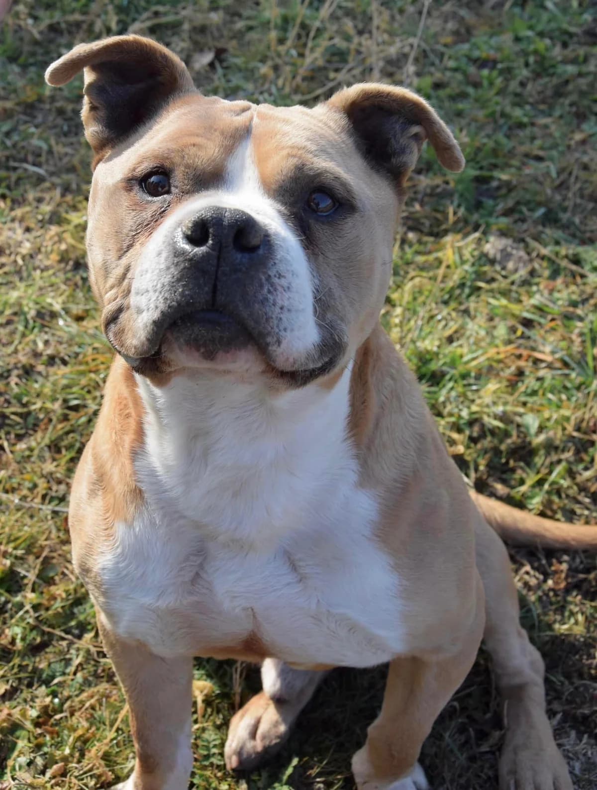 Prince, male senior American Staffordshire Terrier for adoption at S.P.A Vauclusienne, Piégon