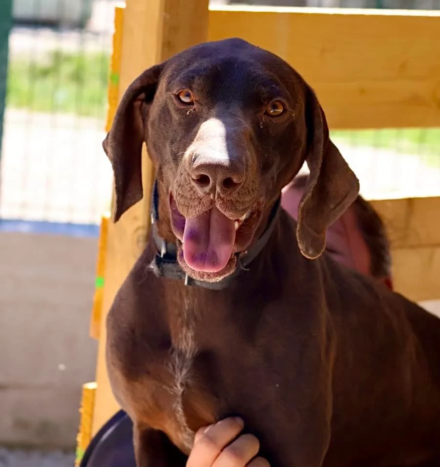 Pryam, male young Pointer for adoption at S.P.A Vauclusienne, Piégon
