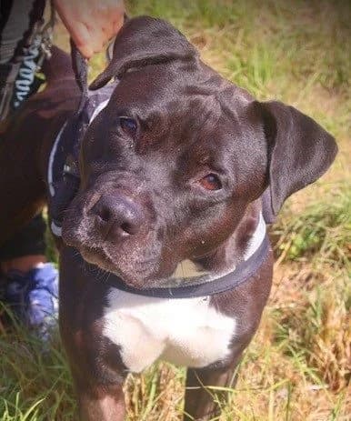 Rayna, female American Staffordshire Terrier for adoption at S.P.A Vauclusienne, Piégon