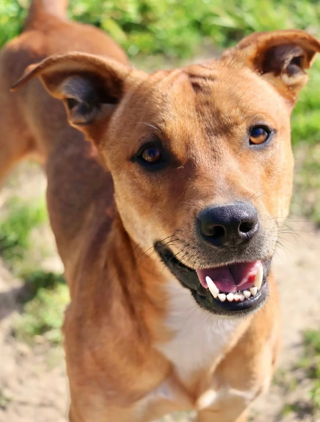 Rex, male young Belgian Malinois for adoption at S.P.A Vauclusienne, Piégon