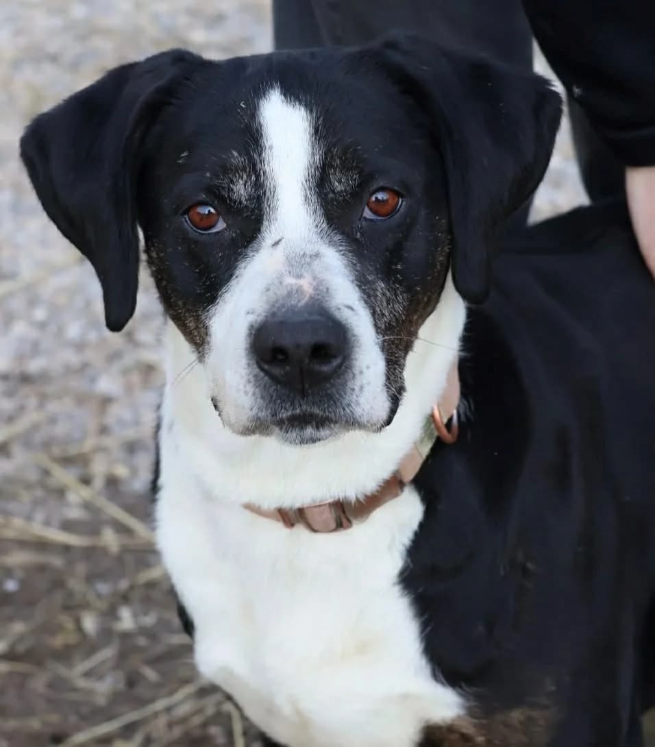 Rita, female 7yo Labrador Retriever for adoption at S.P.A Vauclusienne, Piégon