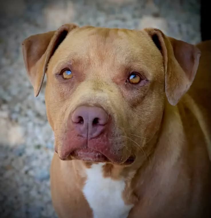 River, male young American Staffordshire Terrier for adoption at S.P.A Vauclusienne, Piégon