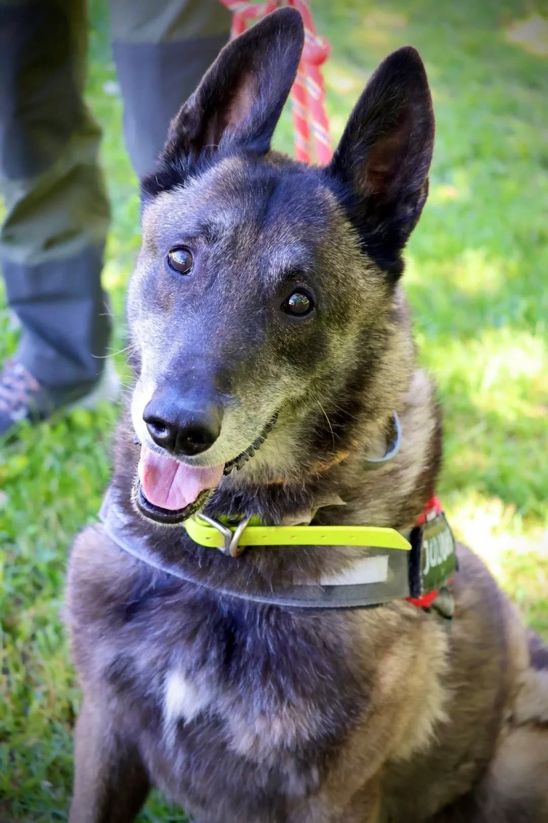 Rolf, male 7yo Belgian Malinois for adoption at S.P.A Vauclusienne, Piégon