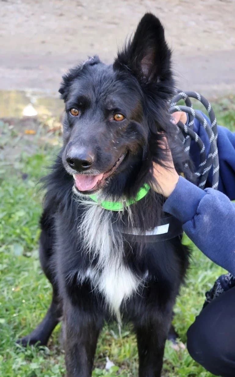 Rondoudou, male 6yo Mixed Breed for adoption at S.P.A Vauclusienne, Piégon