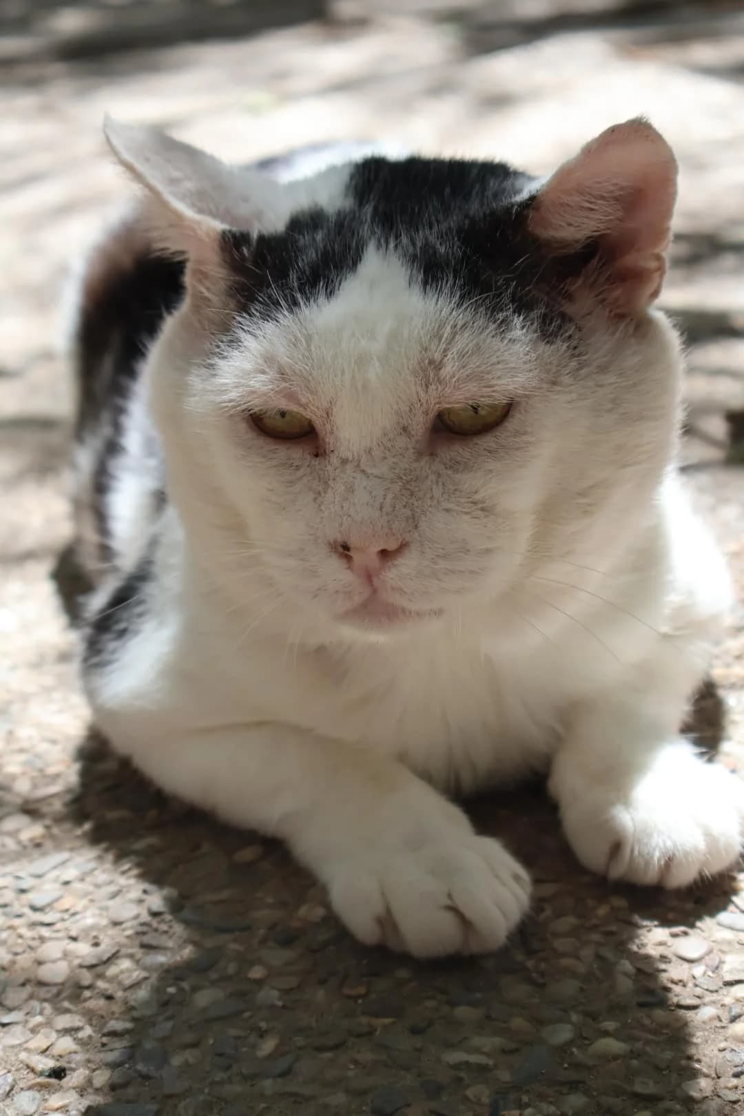 Roudoudou, male senior European Shorthair for adoption at S.P.A Vauclusienne, Piégon