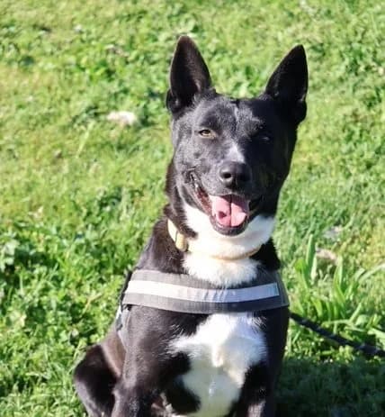 Royss, Belgian Malinois (S.P.A Vauclusienne)