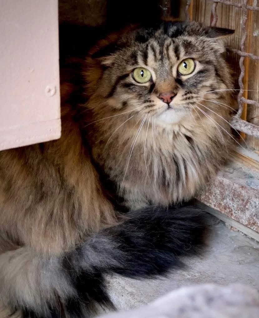 Rune, female 4yo European Shorthair for adoption at S.P.A Vauclusienne, Piégon