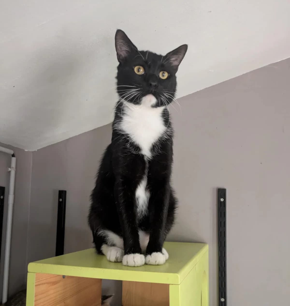 Russel, male 3yo European Shorthair for adoption at S.P.A Vauclusienne, Piégon