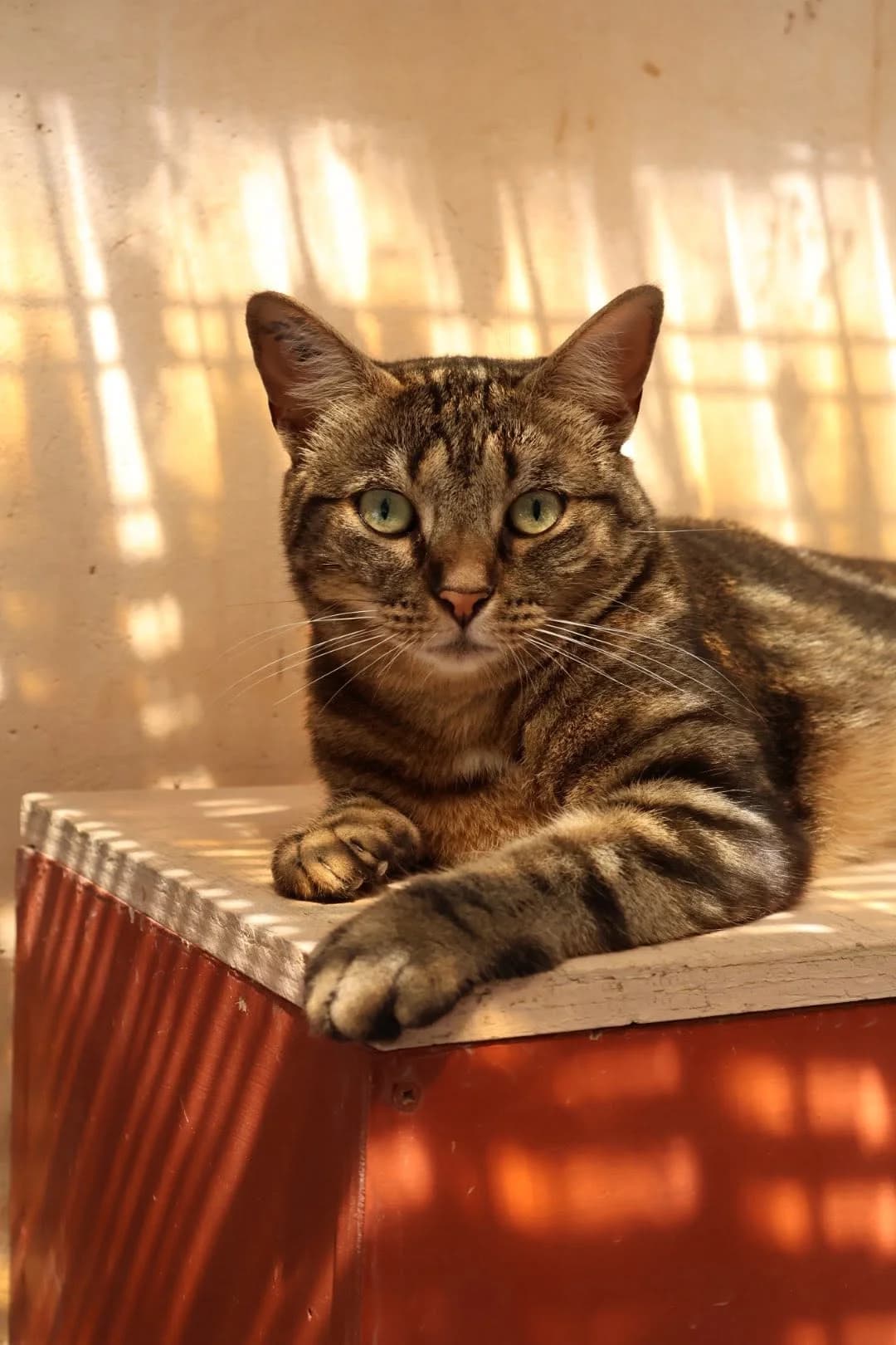 Sally, female 4yo European Shorthair for adoption at S.P.A Vauclusienne, Piégon