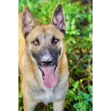 Salto, male 4yo Belgian Malinois for adoption at S.P.A Vauclusienne, Piégon