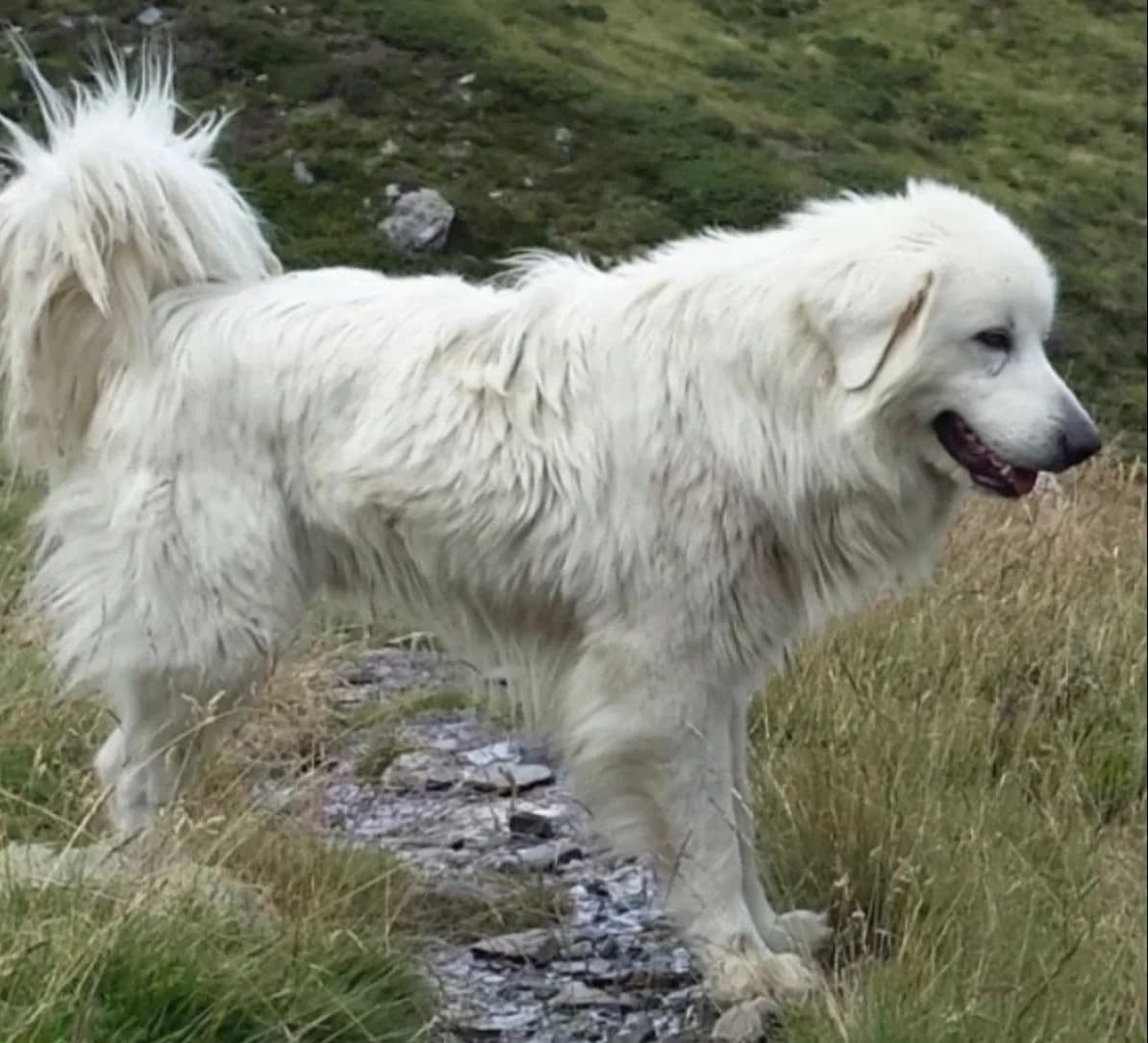 Sana, female 5yo mixed breed for adoption at S.P.A Vauclusienne, Piégon