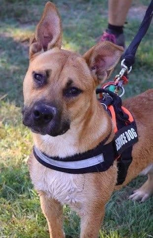 Scooby, male young Mixed Breed for adoption at S.P.A Vauclusienne, Piégon