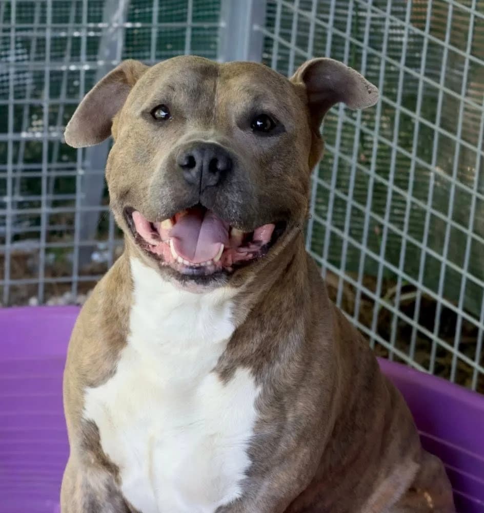 Simba, male American Staffordshire Terrier for adoption at S.P.A Vauclusienne, Piégon