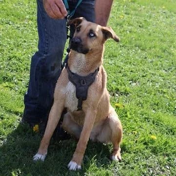 Simba, male 4yo Husky for adoption at S.P.A Vauclusienne, Piégon