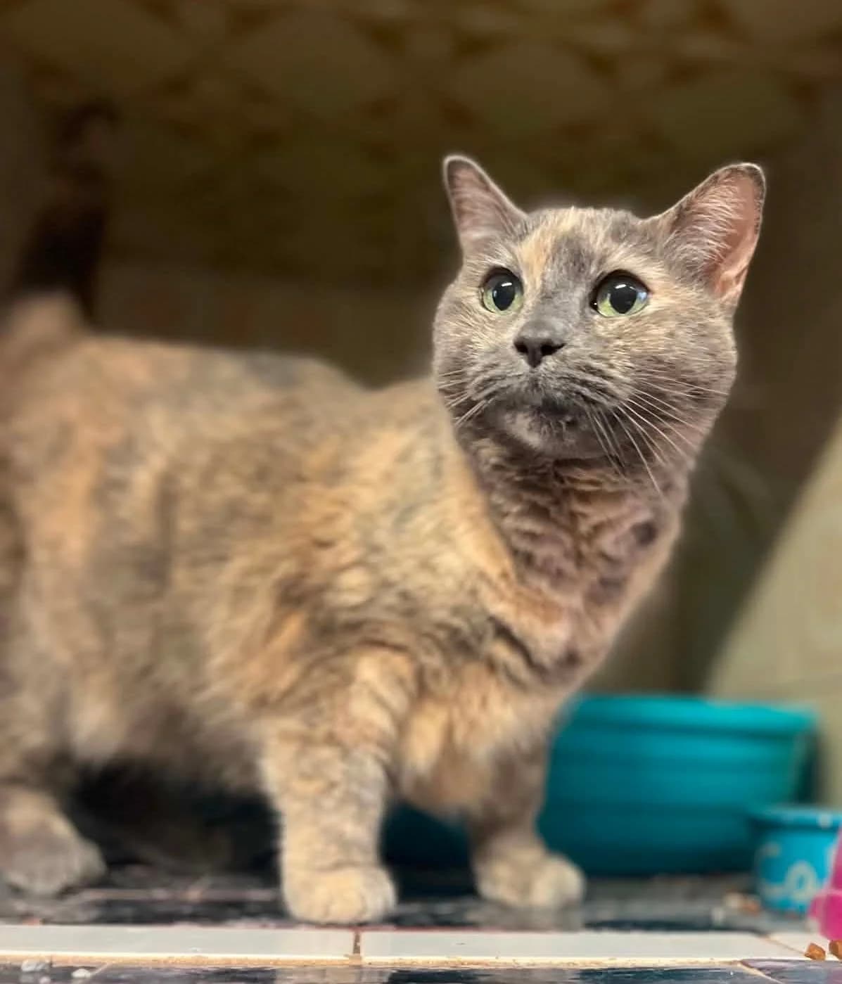 Sissi, female senior European Shorthair for adoption at S.P.A Vauclusienne, Piégon