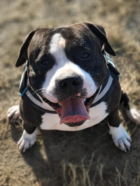 Skaï, male 3yo American Staffordshire Terrier for adoption at S.P.A Vauclusienne, Piégon