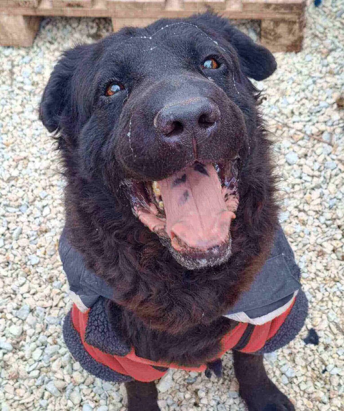Souki, male 5yo Mixed Breed for adoption at S.P.A Vauclusienne, Piégon