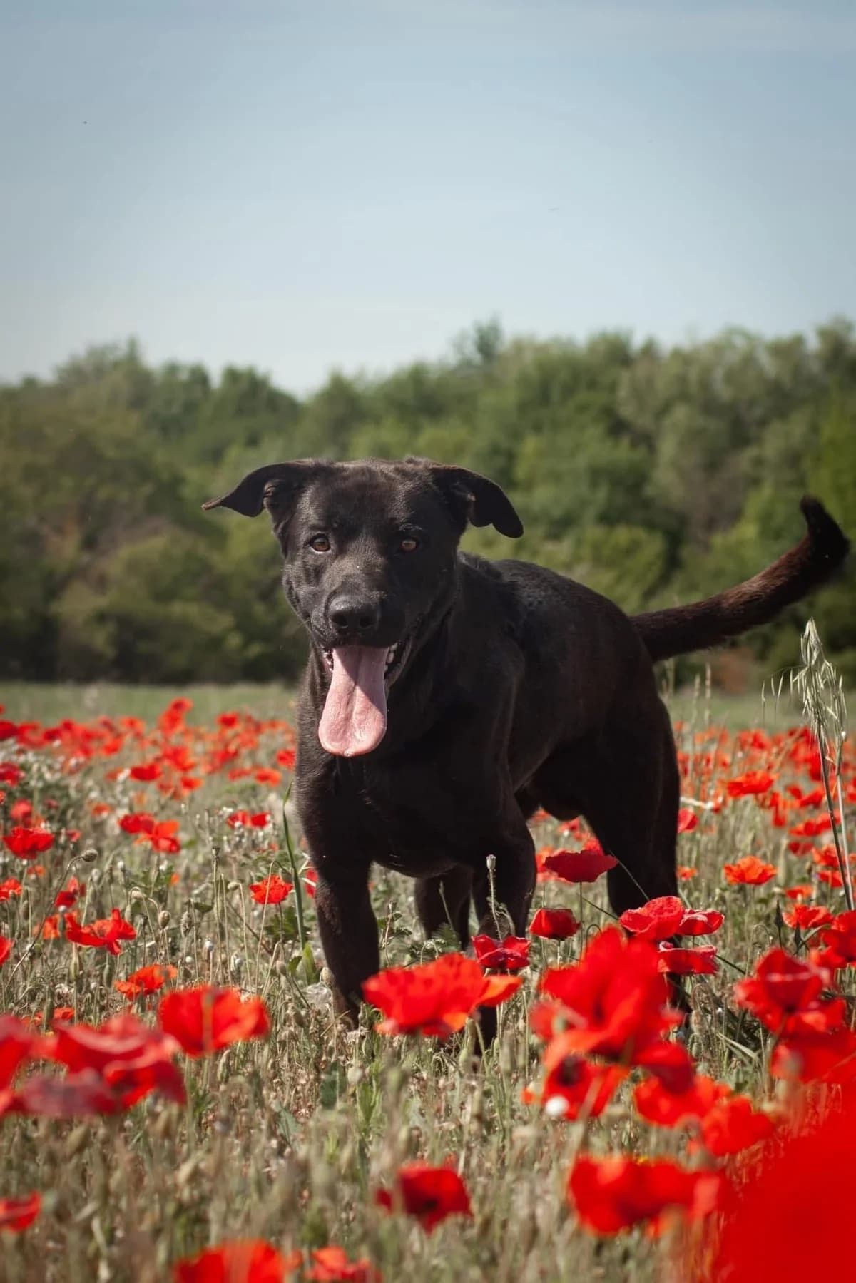 Speed, male 5yo Mixed Breed for adoption at S.P.A Vauclusienne, Piégon