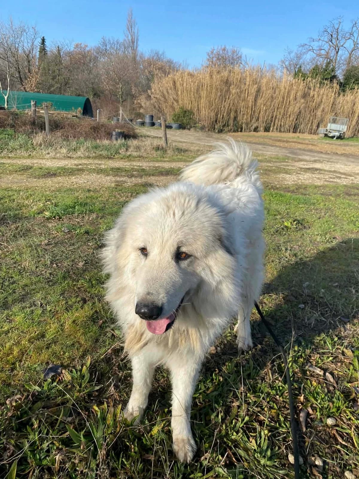 Sultane, female 5yo mixed breed for adoption at S.P.A Vauclusienne, Piégon