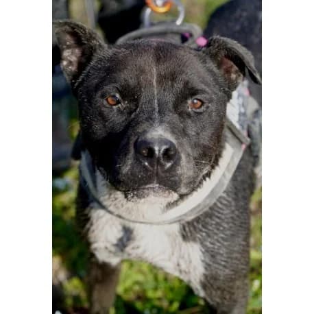 Sun, male 4yo Mixed Breed for adoption at S.P.A Vauclusienne, Piégon