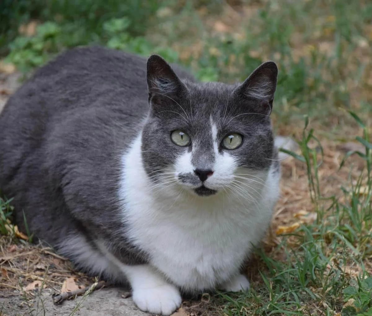 Sweetie, female 7yo European Shorthair for adoption at S.P.A Vauclusienne, Piégon