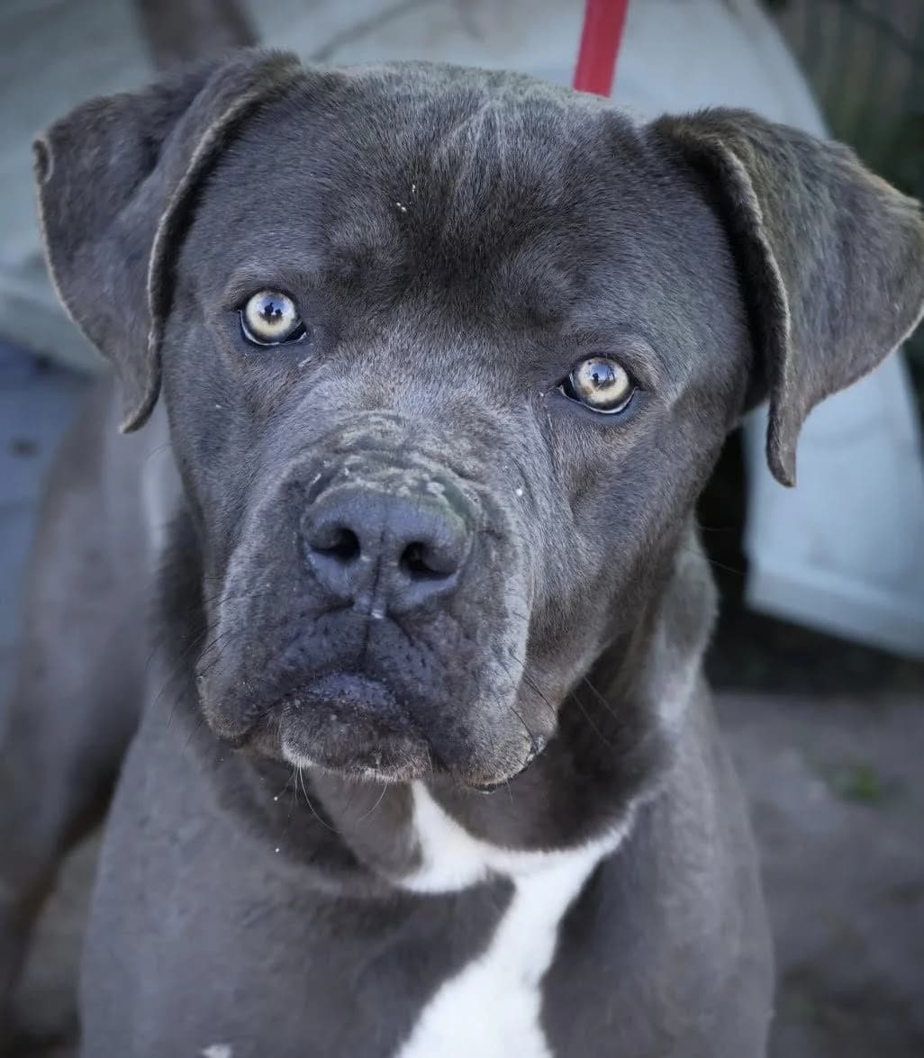 Syrius, male 4yo Mixed Breed for adoption at S.P.A Vauclusienne, Piégon