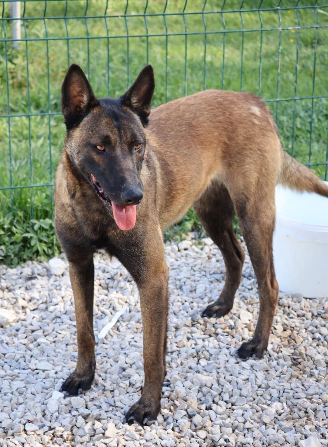 Taïko, male young Belgian Malinois for adoption at S.P.A Vauclusienne, Piégon