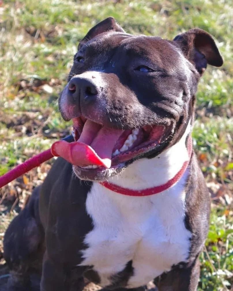 Targa, female 3yo American Staffordshire Terrier for adoption at S.P.A Vauclusienne, Piégon