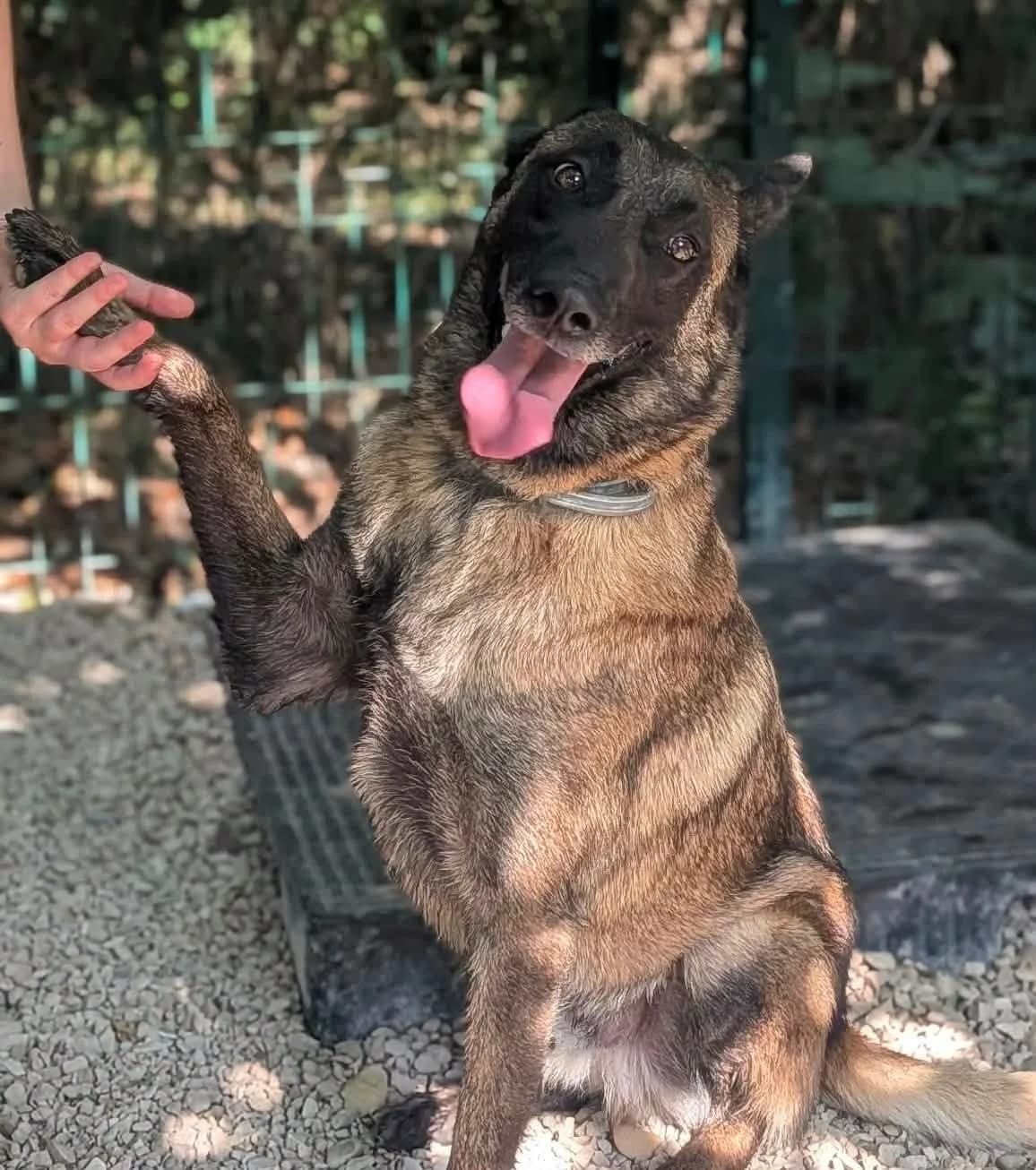 Tayko, male 3yo Belgian Malinois for adoption at S.P.A Vauclusienne, Piégon