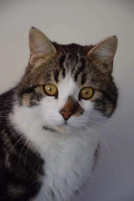 Tic, male 5yo European Shorthair for adoption at S.P.A Vauclusienne, Piégon
