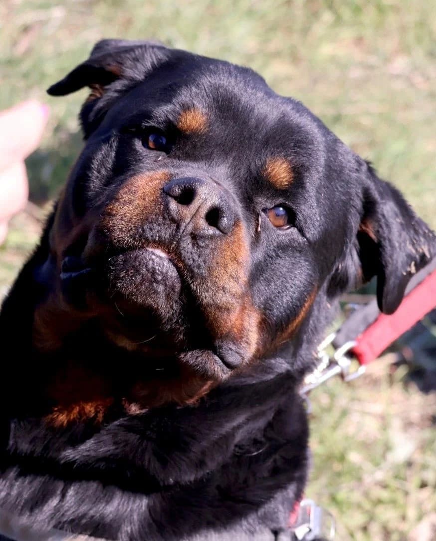 Tio, male 3yo Rottweiler for adoption at S.P.A Vauclusienne, Piégon