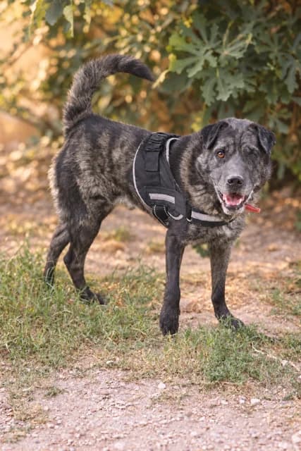 Tobby, male 3yo Mixed Breed for adoption at S.P.A Vauclusienne, Piégon