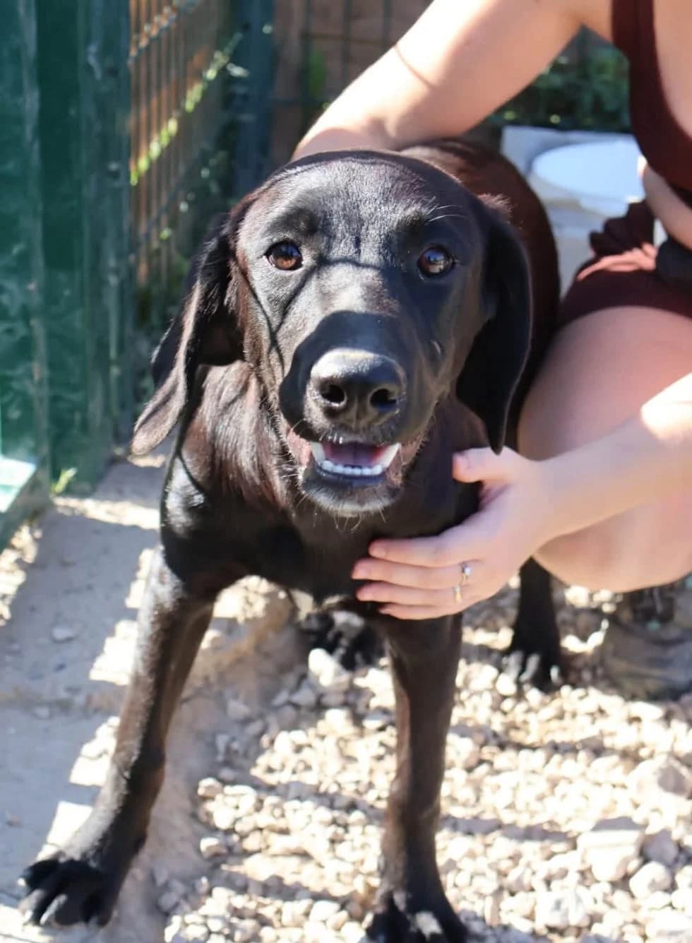 Tokyo, male puppy Labrador Retriever for adoption at S.P.A Vauclusienne, Piégon