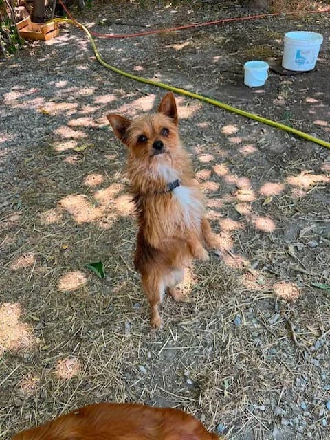Tomy, male young Mixed Breed for adoption at S.P.A Vauclusienne, Piégon