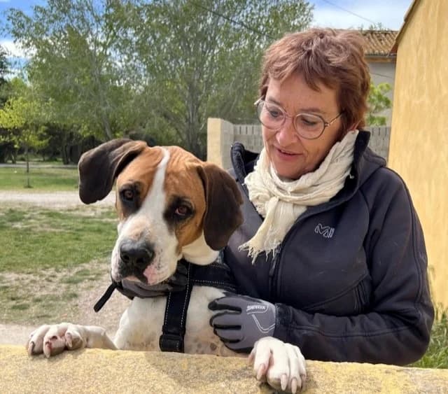 Tyson, male 7yo Border Collie for adoption at S.P.A Vauclusienne, Piégon