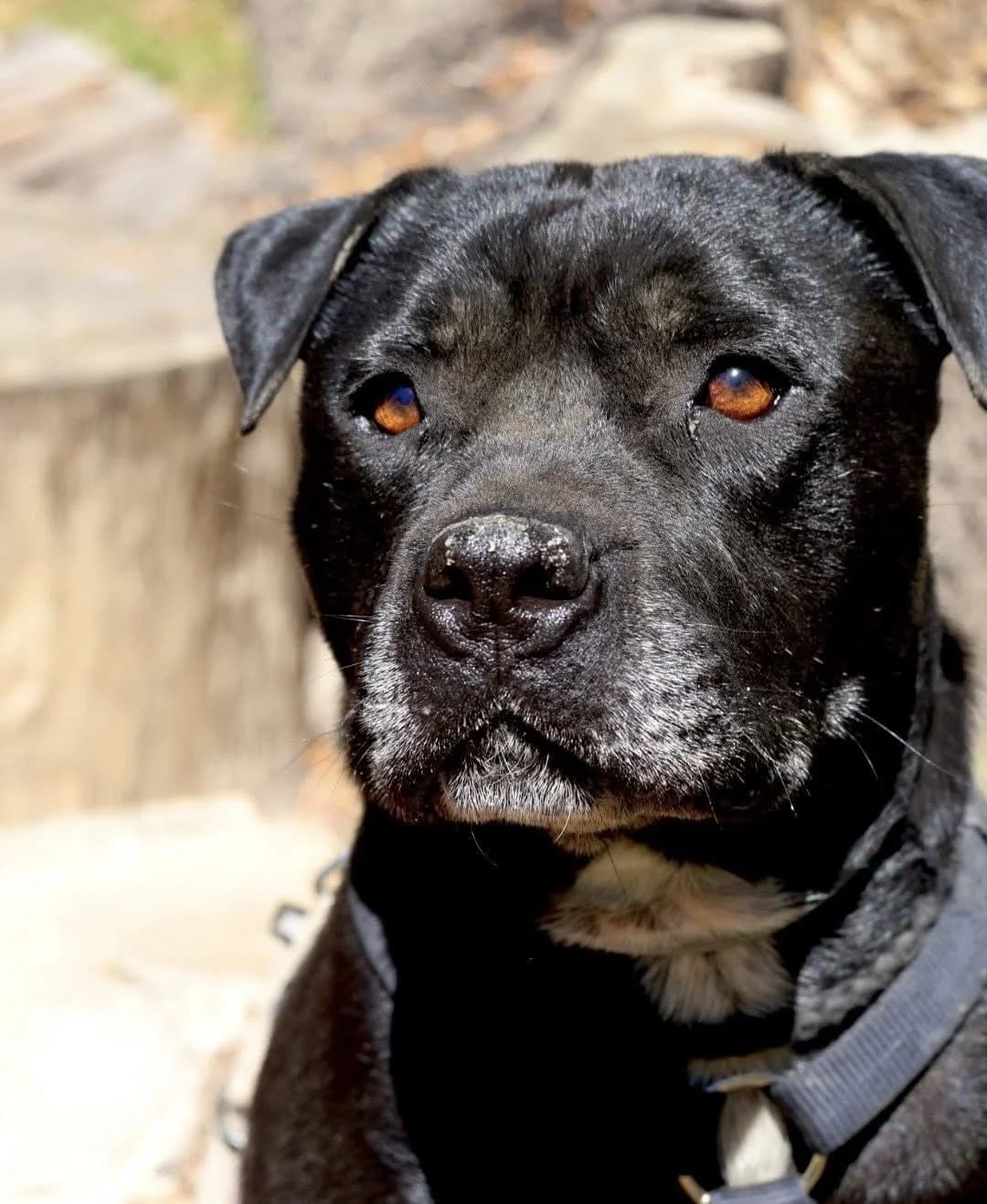Tyson, male 6yo Staffordshire Bull Terrier for adoption at S.P.A Vauclusienne, Piégon