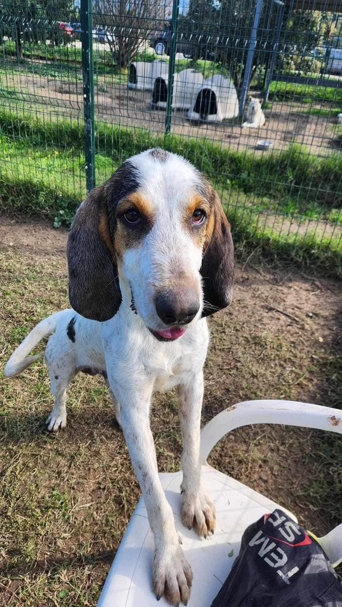 Uno, male young Mixed Breed for adoption at S.P.A Vauclusienne, Piégon