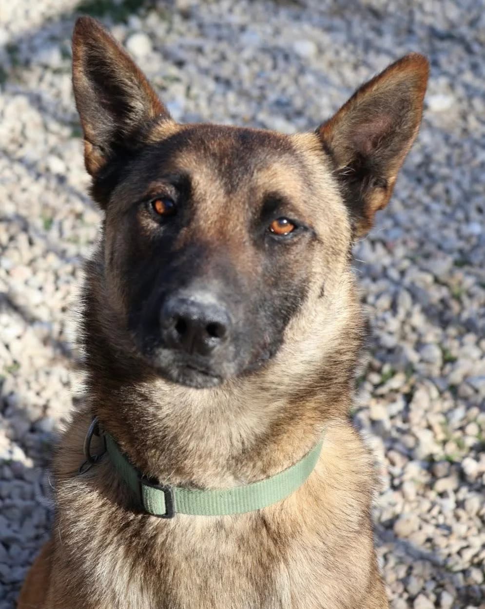 Urus, male Belgian Malinois for adoption at S.P.A Vauclusienne, Piégon