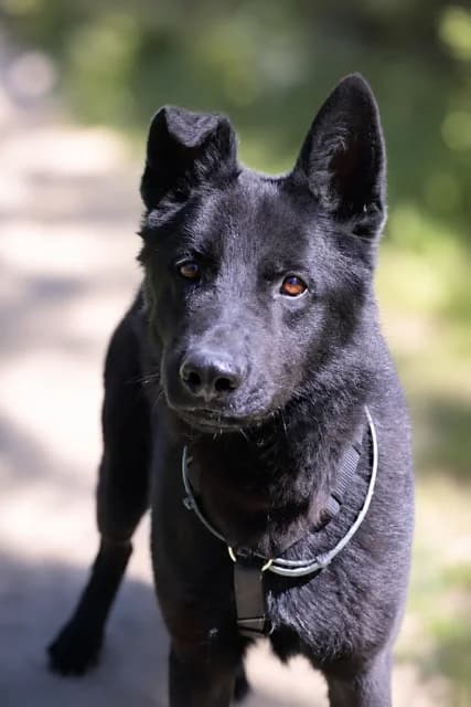 Urus, male 3yo German Shepherd for adoption at S.P.A Vauclusienne, Piégon