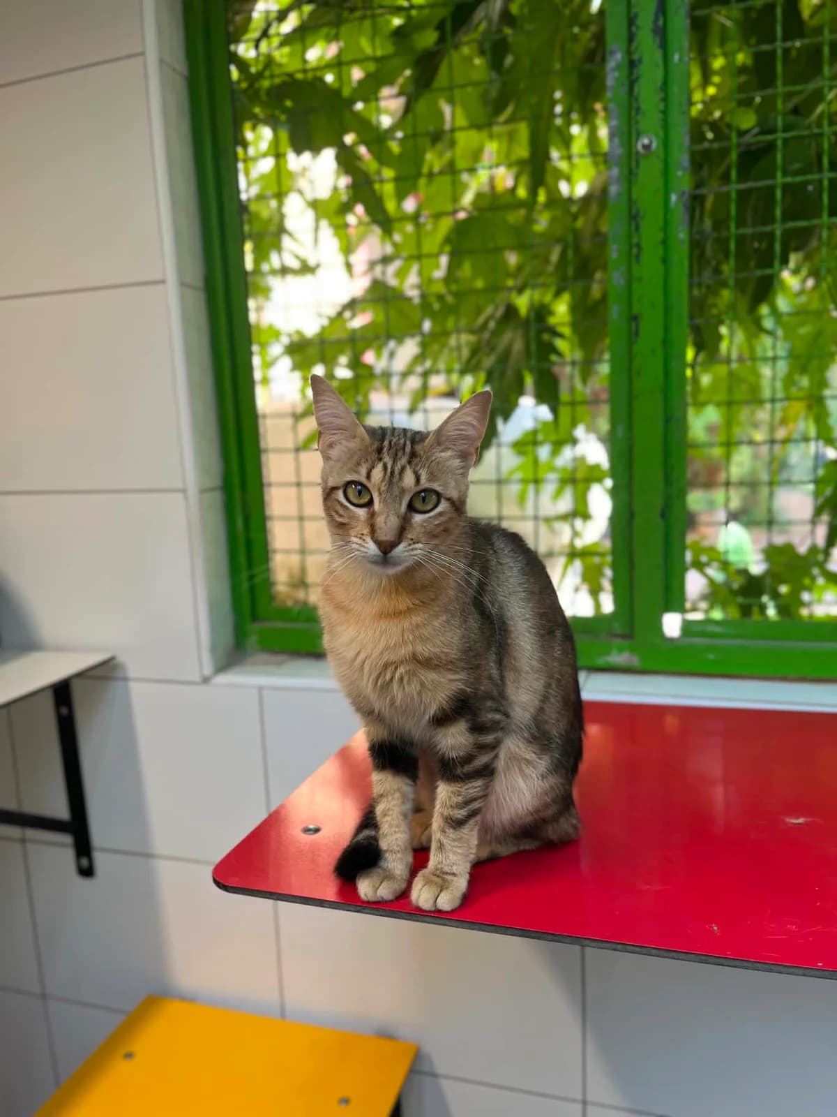 Victoria, female puppy European Shorthair for adoption at S.P.A Vauclusienne, Piégon