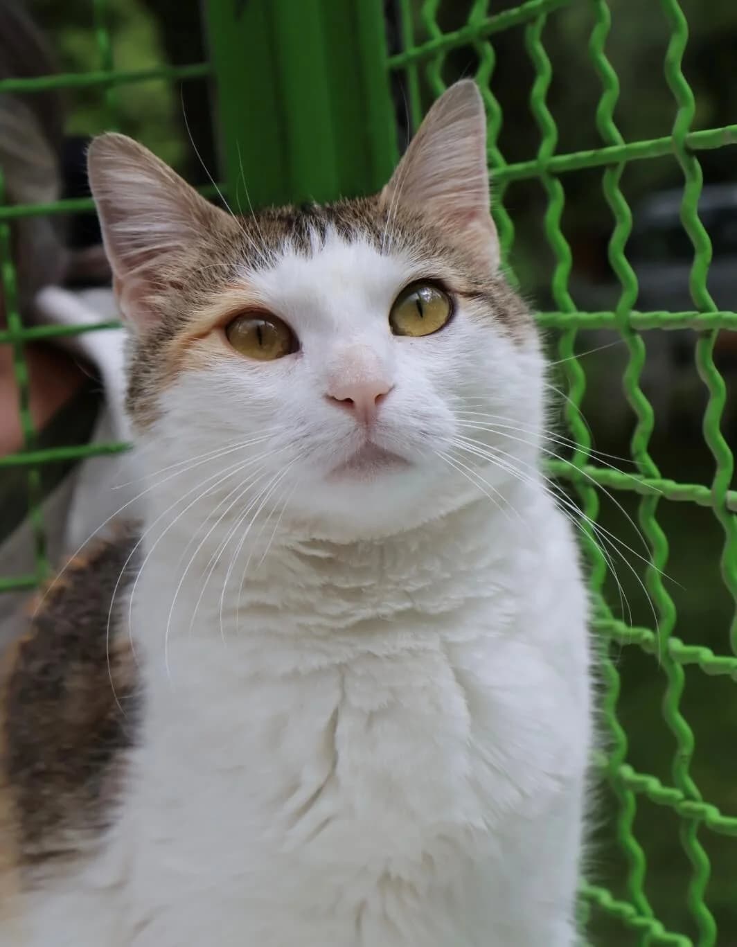 Violette, female 5yo European Shorthair for adoption at S.P.A Vauclusienne, Piégon