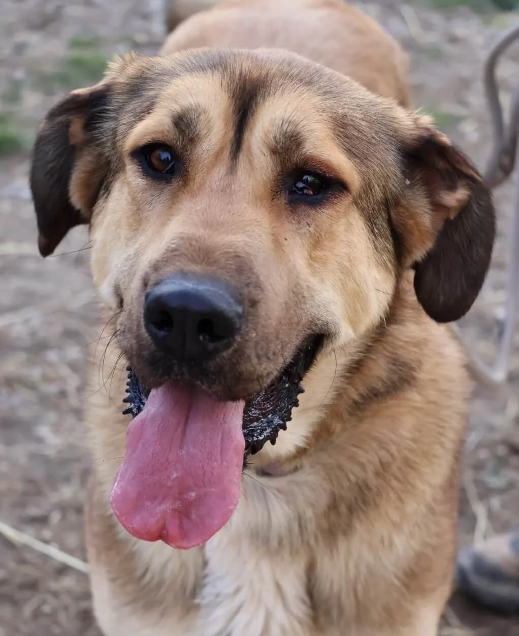 Yoko, female young mixed breed for adoption at S.P.A Vauclusienne, Piégon