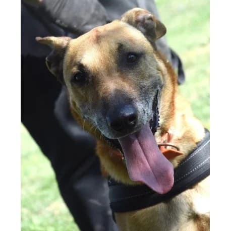 Youki, male senior Belgian Malinois for adoption at S.P.A Vauclusienne, Piégon