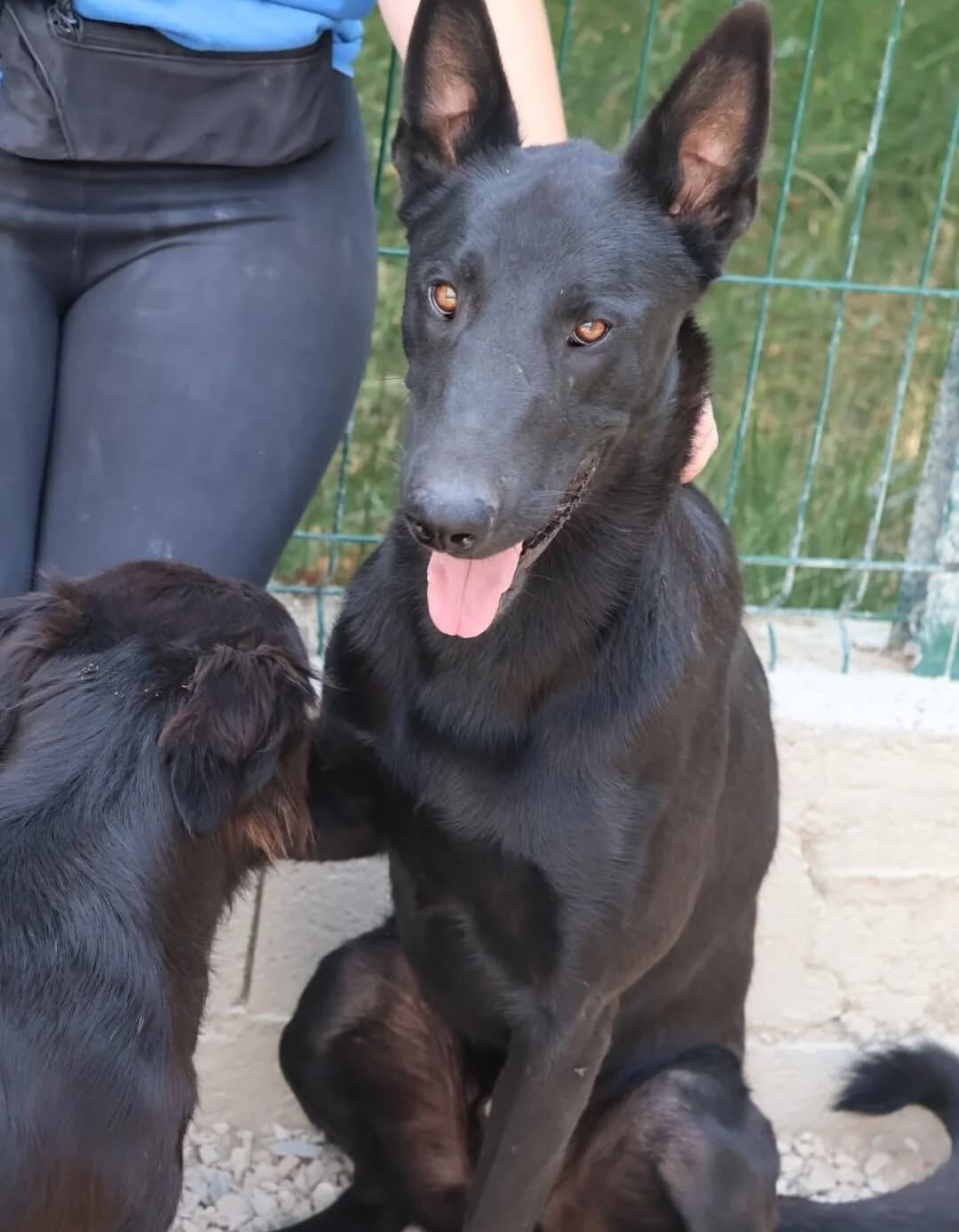 Zako, male young Belgian Malinois for adoption at S.P.A Vauclusienne, Piégon