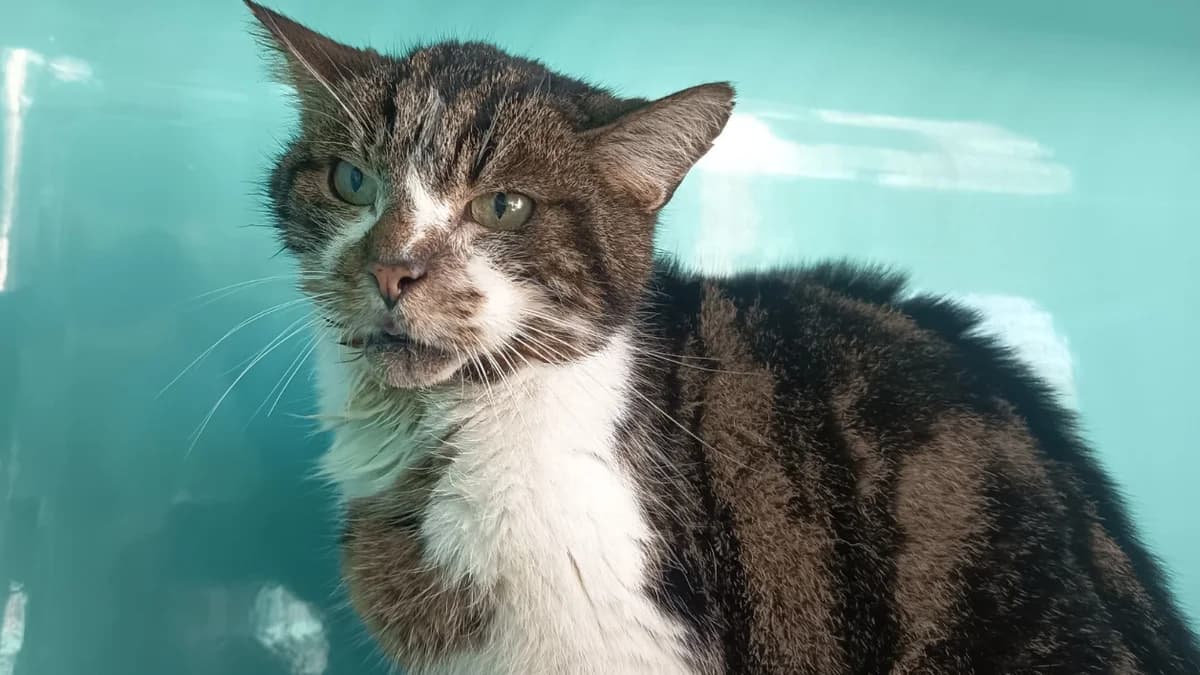 GRANNY C, female senior mixed breed for adoption at SPA Vaux-le-Pénil, Vaux-le-Pénil
