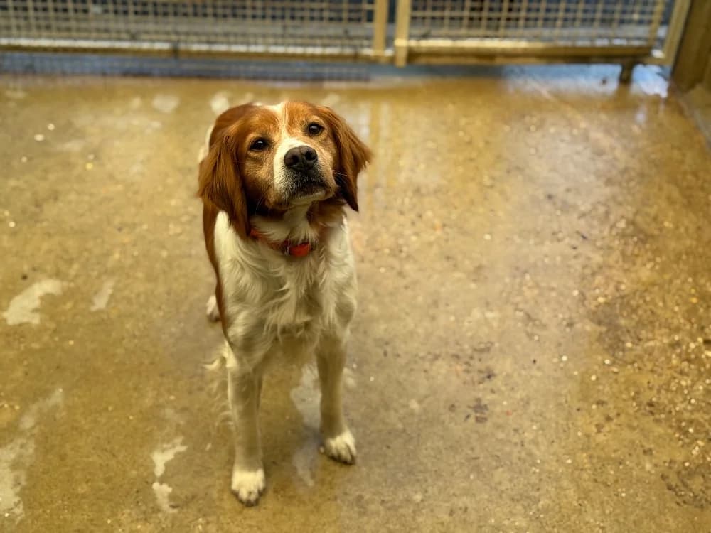 ORCI VAA, male Brittany Spaniel for adoption at SPA Vaux-le-Pénil, Vaux-le-Pénil