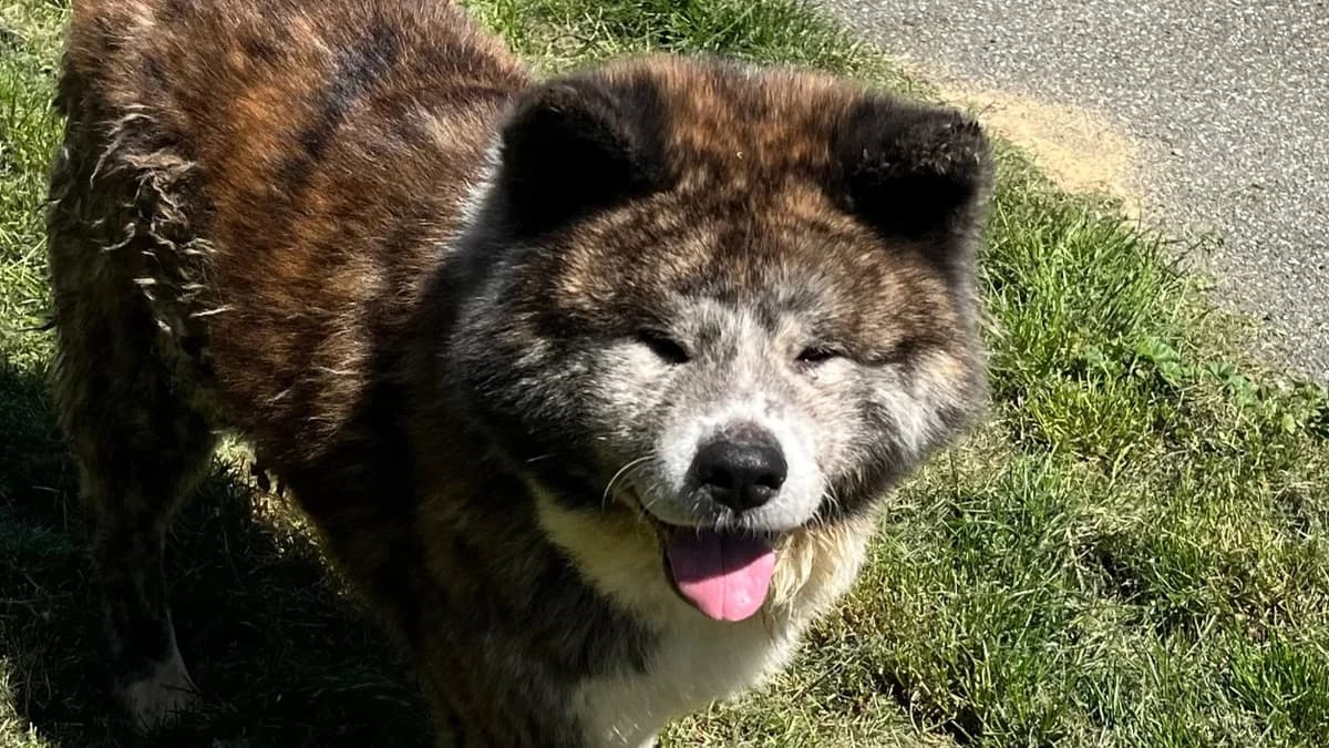 KENAÏ VAA, male senior Akita for adoption at SPA Vaux-le-Pénil, Vaux-le-Pénil