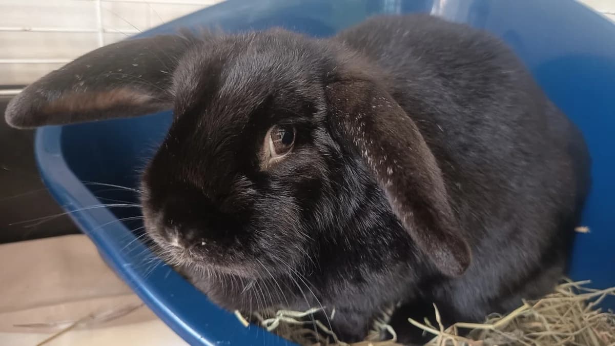 PLISSETSKAIA 683, female mixed breed for adoption at SPA Vaux-le-Pénil, Vaux-le-Pénil